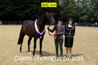 SUNDAY In-Hand Sports Horse