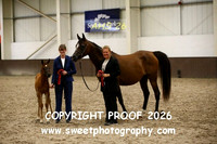 SUNDAY IN-HAND ECAHO Mares and Foals