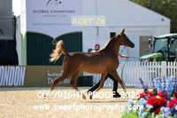 Day 1 Fillies Yrlgs Class 1A Calista