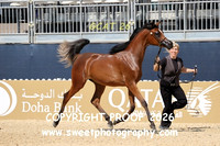 Day 1 Fillies Yrlgs Class 1A Exalana