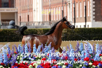 Day 1 Fillies Yrlgs Class 1A Lady Exotica