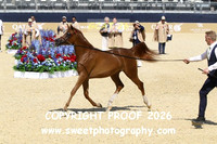 Day 1 Fillies Yrlgs Class 1A Carlam Sahara