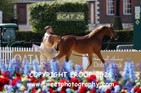 Day 1 Fillies Yrlgs Class 1A Cameg Giulia