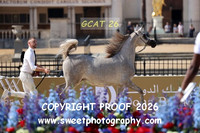 Day 1 Fillies Yrlgs Class 1A Shalwa Al Adwan