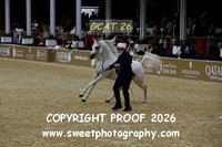 Day 3 Championship Stallions PSCHAND EXXALLENTO