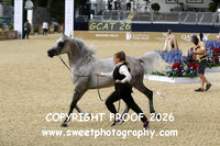 Day 2 Sr Stallions Class 6A 88 Dancing Mirage SBM