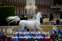 Day 2 Sr Stallions Class 6B 99 KAS GIGI L'AMOROSO