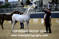 Day 3 Championship Sr Stallions KAS GIGI L'AMOROSO
