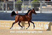 Day 1 Colts Class 4A 30 Al Aali Akmal