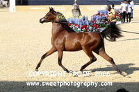 Day 1 Colts Class 4B 37 Alk Sham