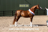 In-Hand Sr Arabians Championship