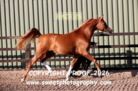 In-Hand Geldings 1-3 ytrs