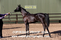 In-Hand Fillies 1-3 yrs