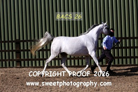 In-Hand Mares 4 yrs and over