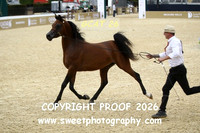Day 2 Jr Colts Class 5B 67 AV Rain Beau