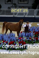 Day 2 Sr Mares Class 3A 75 Ffelicia DV