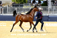 Day 3 Yearling Filly Championship 2 Lady Exotica