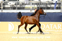 Day 3 Yearling Filly Championship 4 Mai Tai AT