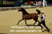 Day 3 Yearling Filly Championship 5 Lulu Amer Al Zayed