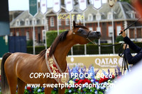 Day 3 Yearling Filly Championship 8 Sultanah Alarab