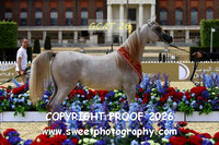 Day 3 Yearling Filly Championship 15 HDF Izabella