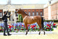 Day 3 Yearling Filly Championship 16 Ponciana Sarm