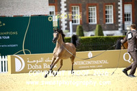 Day 3 Yearling Filly Championship 17 Julnar Al Shaqab