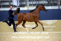 Day 3 Yearling Filly Championship 19 Sheikha Al Ghedaid