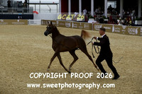Day 3 Championship Yrlg Colts 29 Porsche VD