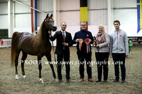 Sunday Stallions 4 to 6 yrs