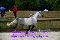 Saturday In-Hand BNC Geldings 1-3 yrs