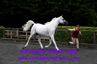 In Hand Pure Bred Amateur Handler