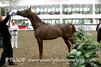 Saturday Colts 2 yrs
