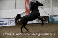 Sunday Stallions 4 to 6 yrs B