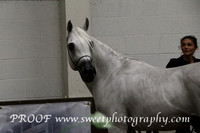 Sunday Stallions 7 to 16 yrs