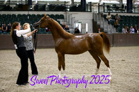 Sunday In-Hand ECAHO Fillies Yrlgs