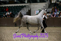 Sunday In-Hand ECAHO Fillies 3 yrs