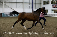 Saturday Geldings Senior B