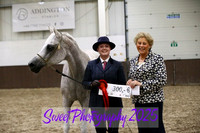Sunday In-Hand ECAHO Geldings 15 yrs and over