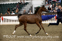 Sunday Foals