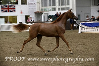 Saturday Fillies Yrls A