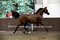 Saturday Colts Yrlgs B