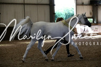 ECAHO Geldings