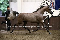 Saturday Fillies 2 yrs
