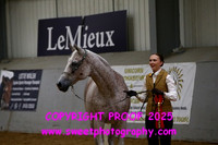 IN-HAND  Gelding Veteran