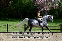 RIDDEN Novice Stallions