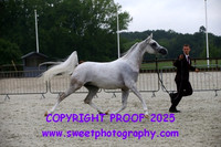 Saturday In-Hand BNC Geldings 4-7 yrs