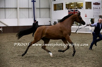 Saturday Geldings Class 19A