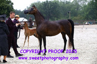 Saturday In-Hand BNC Mares w/foals 4-14 yrs