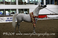 Sunday Championship Gelding